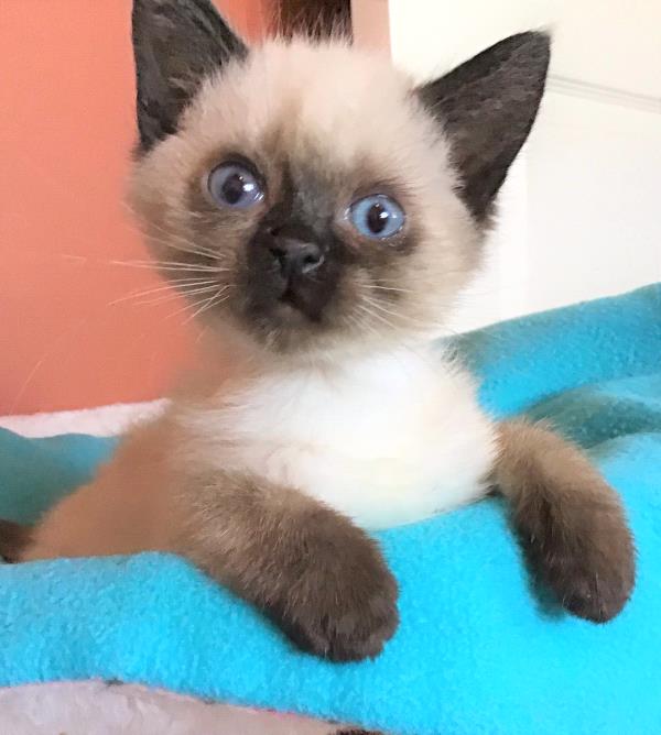 /Images/uploads/Friends of Seal Beach Animal Care Center/2022sbacc/entries/20816thumb.jpg